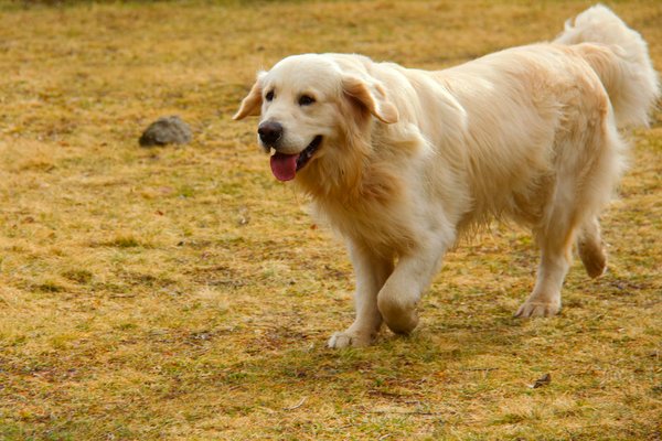 Passer de l'entraînement de routine aux sports canins