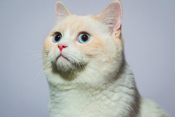 Obtenez votre shiba inu en normandie : le meilleur compagnon