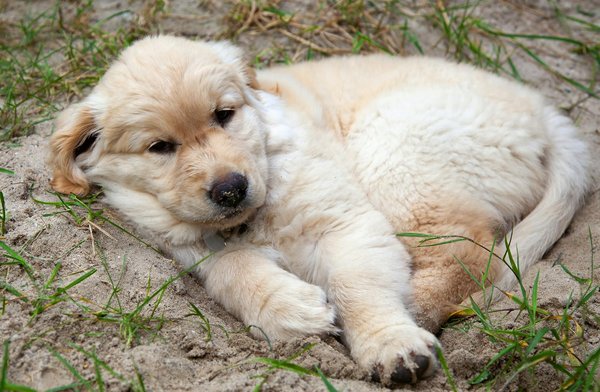 L'histoire de la vaccination des chats : De la rage à la leucose