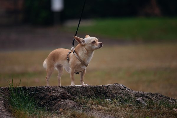 Les chauves-souris, animaux de compagnie insolites mais possibles ?