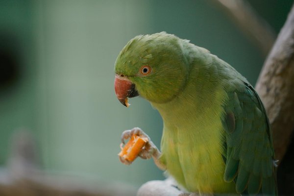 Guide ultime de l'élevage de poules à domicile