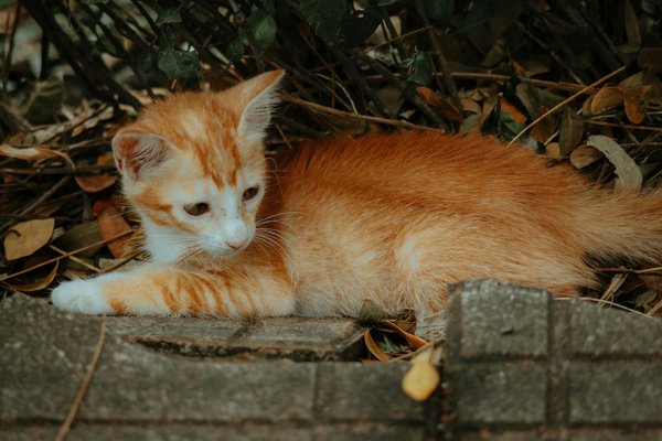 Comment choisir les croquettes hill's pour une santé optimale ?