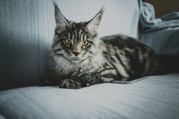 Découvrez les traits distinctifs du Maine Coon XXL