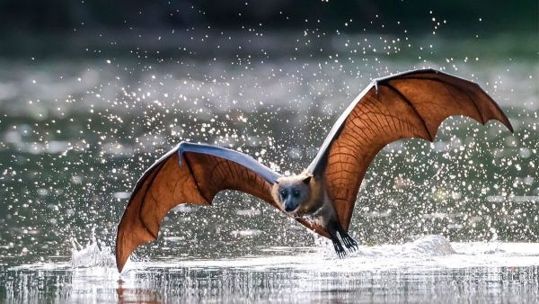Les chauves-souris, animaux de compagnie insolites mais possibles ?
