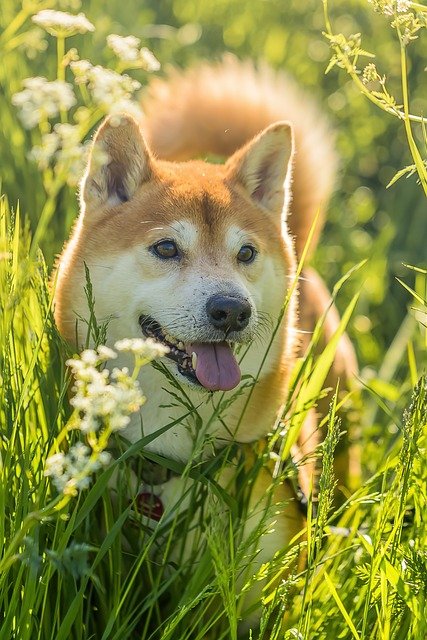 Éleveur shiba inu en normandie : un compagnon idéal pour vous
