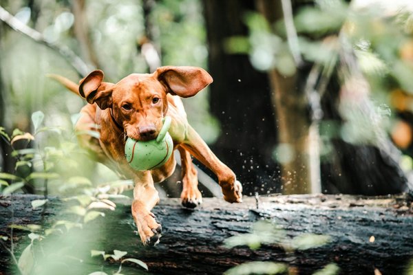 Jouet indestructible pour chien destructeur : durable et sécurisé