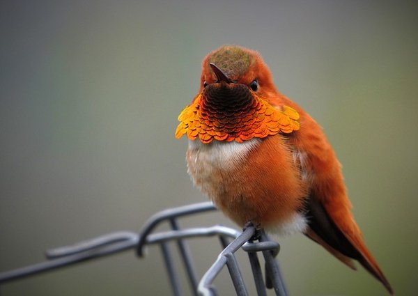 Des idées de noms pour un oiseau au plumage orange